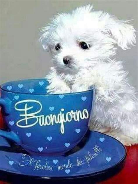 buongiorno gif whatsapp|buongiorno animali simpatici.